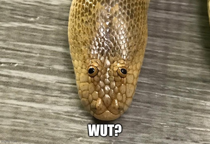 Arabian Sand Boa | WUT? | image tagged in arabian sand boa | made w/ Imgflip meme maker