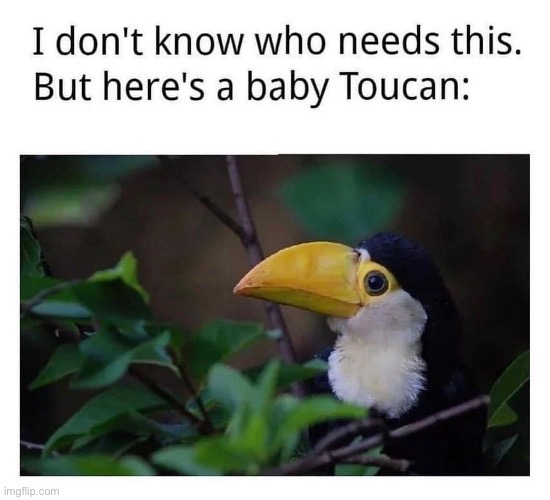 Toucanlet | made w/ Imgflip meme maker