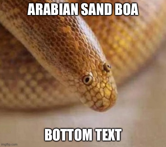 Arabian sand boa | ARABIAN SAND BOA; BOTTOM TEXT | image tagged in arabian sand boa,snake,derpy | made w/ Imgflip meme maker