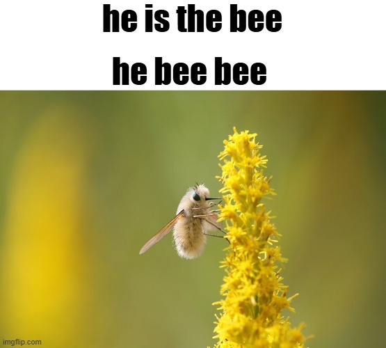 he is the bee; he bee bee | made w/ Imgflip meme maker