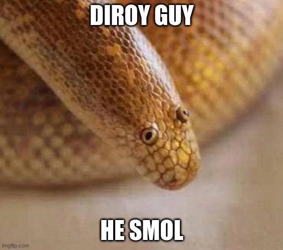 Arabian sand boa | DIROY GUY; HE SMOL | image tagged in arabian sand boa | made w/ Imgflip meme maker