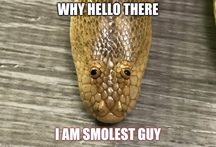 Arabian Sand Boa | WHY HELLO THERE; I AM SMOLEST GUY | image tagged in arabian sand boa | made w/ Imgflip meme maker