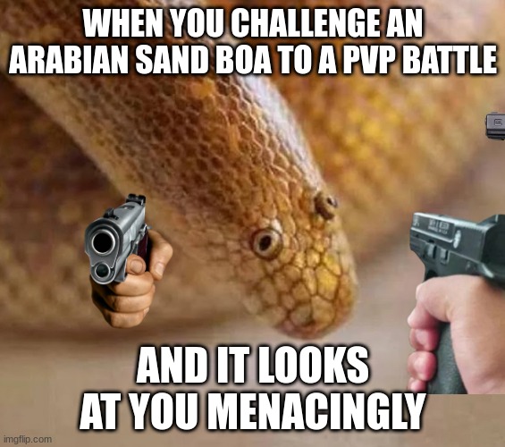 Arabian sand boa | WHEN YOU CHALLENGE AN ARABIAN SAND BOA TO A PVP BATTLE; AND IT LOOKS AT YOU MENACINGLY | image tagged in arabian sand boa | made w/ Imgflip meme maker