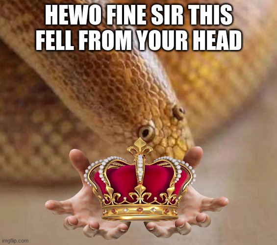 Arabian sand boa | HEWO FINE SIR THIS FELL FROM YOUR HEAD | image tagged in arabian sand boa | made w/ Imgflip meme maker