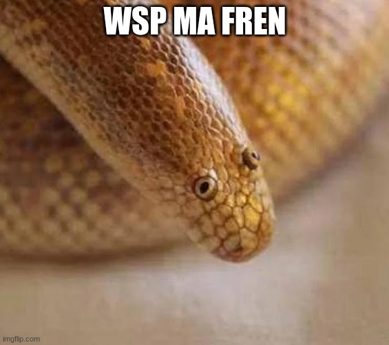 Arabian sand boa | WSP MA FREN | image tagged in arabian sand boa | made w/ Imgflip meme maker