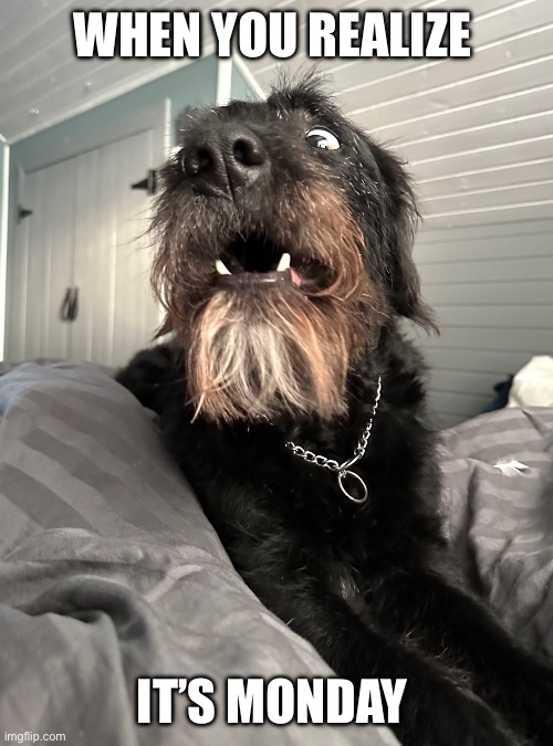 When you realize it’s Monday | WHEN YOU REALIZE; IT’S MONDAY | image tagged in oh no,funny memes,funny dog memes,funny dog | made w/ Imgflip meme maker