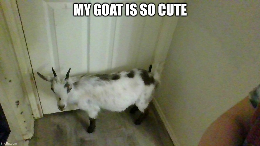 MY GOAT IS SO CUTE | made w/ Imgflip meme maker