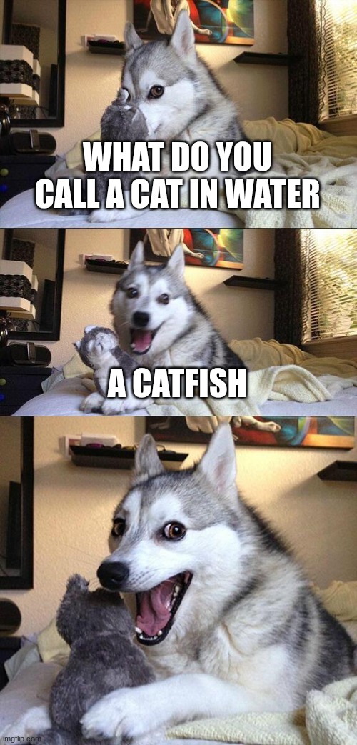 ... | WHAT DO YOU CALL A CAT IN WATER; A CATFISH | image tagged in memes,bad pun dog | made w/ Imgflip meme maker