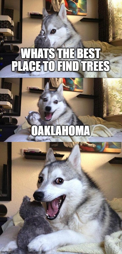 Bad Pun Dog | WHATS THE BEST PLACE TO FIND TREES; OAKLAHOMA | image tagged in memes,bad pun dog | made w/ Imgflip meme maker