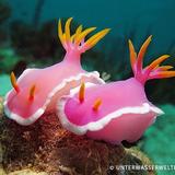 Sea Slugs