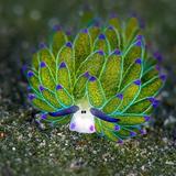 Might I offer you some sea slugs, in this trying time for democracy?