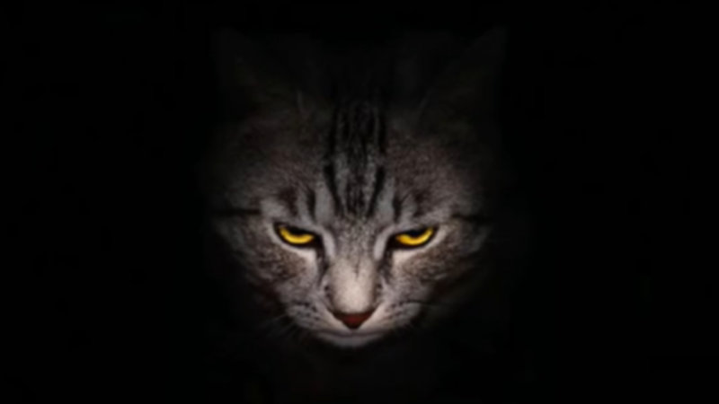 Evil Kitty