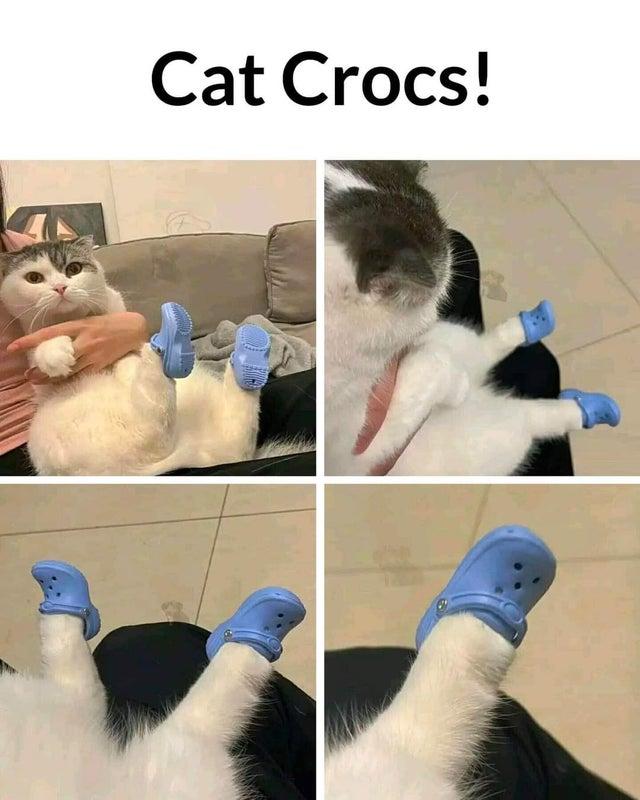 Cat Crocs | Know Your Meme