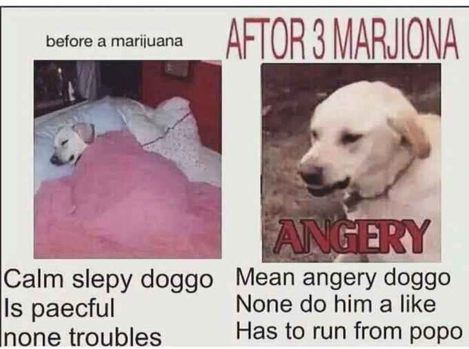 before a marijuana Calm slepy doggo Is paecful none troubles Mean angery doggo None do him a like Has to run from popo