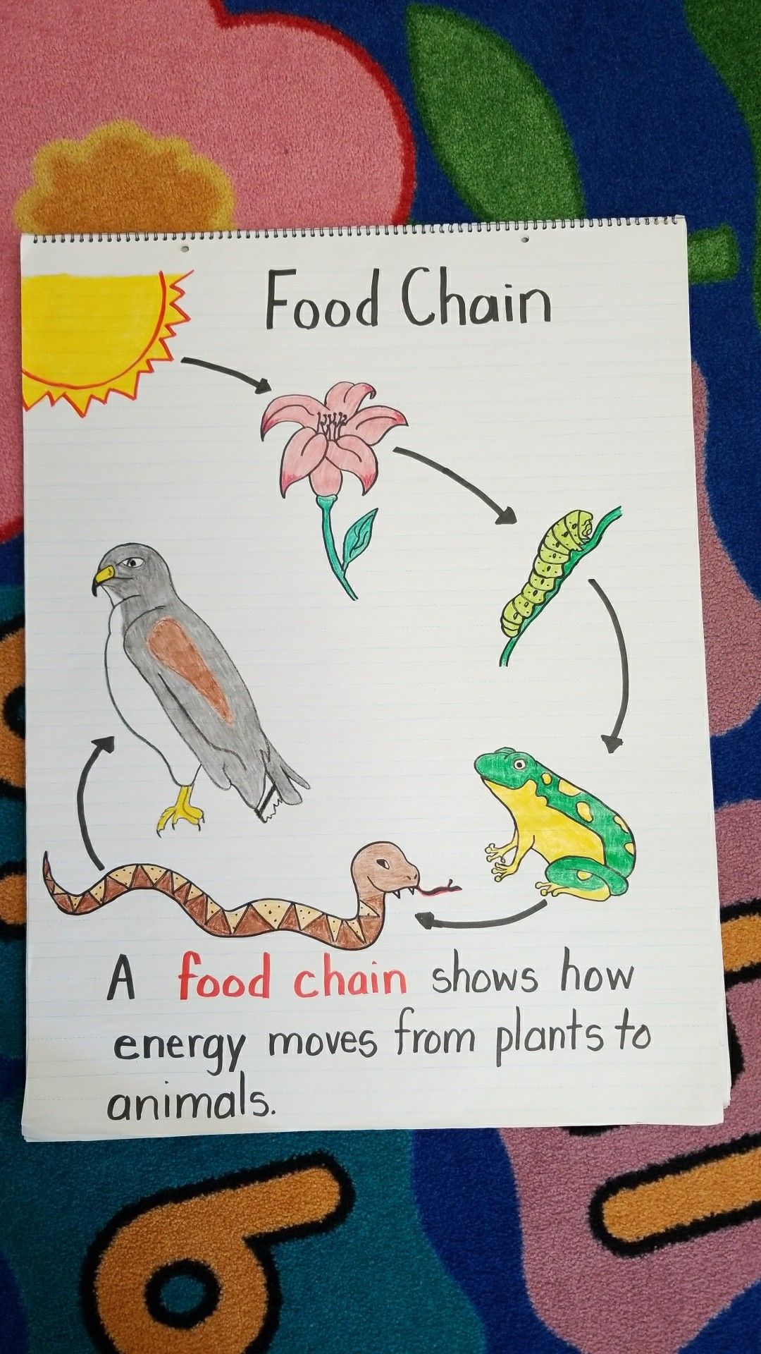 Animal Food Chain Diagram