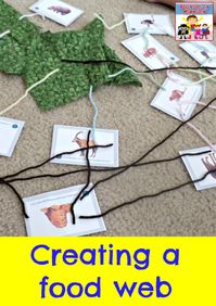 Creating a food web