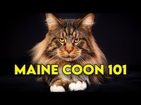 Maine Coon Cat 101 - Watch This Before Getting One (Full Guide) - YouTube