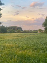 #view #field #background #sky