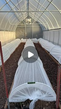 Michelle McDaniel on Instagram: "👷‍♀️DIY frost cover under $100 for 40 feet 🙌🏻 
📍Save this post and you can be ready for early spring growing ✅ 
💥follow to see my very next post, that include this projects details and videos. 
🥶 Even cold hardy crops will  get cell damage if it gets too cold. This will protect them early spring and allow us to plant a bit early, keeping the soil warmer too! 
🛒 Materials we used that made 20 hoops and covered 40 ft. TOTAL cost with frost cloth was $95.22 and reusable next season 🙌🏻
❄️1/2 in pex pipe /100 ft roll- cut down onto 5 ft pieces $34.97
❄️ 2 pkg.braided elastic that you find in sewing department $8.52
❄️ frost cloth, 1.2 oz 50 ft $33.42
❄️ 4 pkg. 1/2 in clamps to hold pex at base $8.88
❄️ screw in eye hooks to hold elastic $9.43
#hoophouse