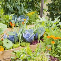 Vegetable garden