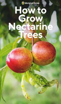 Growing Nectarine Trees: How to Plant and Care For This Marvelous Stone Fruit