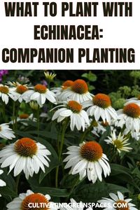 Discover the best flowers to grow with Echinacea for a glamorous garden