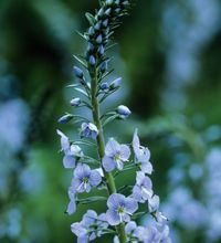 Veronica gentianoides is the most beautiful pale blue veronica which is a very…