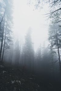 forest trees with smoke fog photo – Free Grey Image on Unsplash