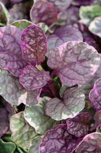 Find help & information on Ajuga reptans &s;Burgundy Glow&s; (v) bugle &s;Burgundy Glow&s; Herbaceous Perennial from the RHS