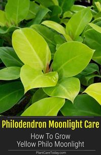 Philodendron 'Moonlight' is popular, easy-care patented Philodendron variety. A shrub-like, low growing tropical with light green leaves. New foliage opens a bright chartreuse yellow lime green color.