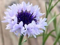 Cornflower, or bachelor’s Button, is an annual flowering plant in zones 2 through 7 and perennial in zones 8 through 10. These are very easy-to-grow seeds. Max Goethe is approximately 24 to 36 inches. Great mix of color for the garden—plant in spring after frost danger has passed. Bloom time is late spring and early summer, but they will produce all season long if cut back. Bachelor buttons have been found in gardens for centuries. These flowers grow in well-drained full, sun locations and are l