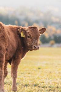 Jackson Hole, Wyoming Cattle Ranch  Carpenter Cattle Company  Full Blood Japanese Wagyu  Akaushi and Black Wagyu All Photographs Taken by Colby Carpenter @3cwagyu