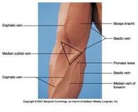 Cubital fossa