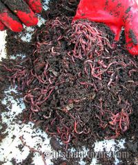 What and what not to feed worm-farm worms.