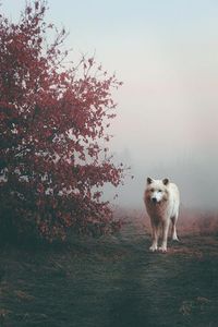 A Haunting Picture of a White Wolf Shrouded in Fog. #wolf #aesthetics #fog