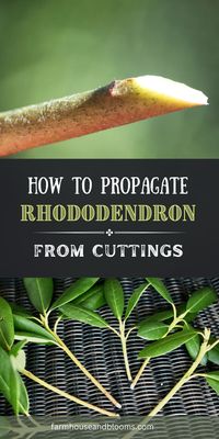 Learn the step-by-step process to propagate rhododendrons from cuttings! Create new plants for your garden with this easy and rewarding gardening method. ( rhododendron cuttings, growing rhododendron from cuttings, rhododendron from cuttings, growing rhododendrons from cuttings, propagating rhododendron, propagating rhododendrons )