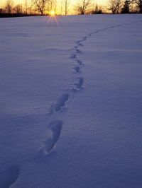 size: 24x18in Photographic Print: Sunrise over Snowfield with Deer Tracks in Winter, Northern Forest, Maine, USA by Jerry & Marcy Monkman : Artists