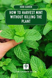 Discover plant-caring techniques for harvesting mint without causing harm. Visit www.TheGardenStyle.com to learn how to harvest mint without killing the plant. #harvestmint