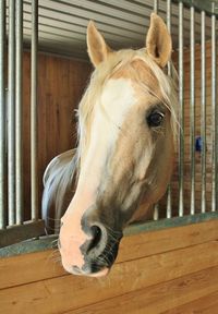 palomino horse