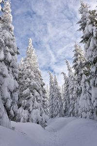 #winter #wood #forest #travel #hiking #pine #snow #fir #nature #tree