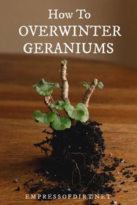 How to overwinter geraniums (Pelargoniums) by bare root storage, cuttings, as houseplants, and cool storage. CLICK to find out how. #gardentips #plantcare