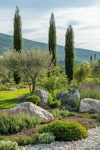 Italian garden with old olive trees native plants boulders and lawn Italian cypress trees in the background. Ready to transform your backyard into a slice of Italian garden paradise?