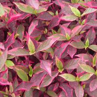 Brazilian Red Hot Alternanthera 24-36" tall