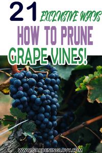 1 How To #PruneGrapevines In Summer? 1.1 Step 1 1.2 Step 2 1.3 Steps 3 2 How To Prune Grape vines In Spring? 2.1 Step 1 – Safety guard 2.2 Step 2- Trim 2.3 Step 3 – Selection of Shoot 2.4 Step 4 – Cut the Suckers 3 How To Prune Grape vines From Home Garden? 3.1 #1 Starting with Young Plants 3.1.1 Step 1 3.1.2 Step 2 3.2 #2 Dormant Pruning 3.3 #3 Pruning of Establish Grape Vine 3.4 #4 Thinning of Shoot