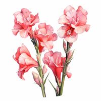 10 Gladioli Clipart