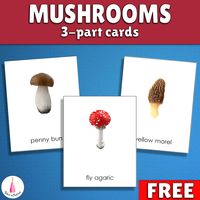 Autumn is a wonderful time to learn about mushrooms. Though they are so interesting that we can learn about them the whole year round.   This lovely set of cards will introduce children to the most popular mushrooms out there.    It includes such mushrooms as penny bun, champignon, birch boletus, slippery jack, milk cap, chanterelle, fly agaric, honey fungus, yellow...