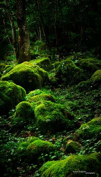 Mossy Rocks in Forest | Enchanted untouched Forest around La… | Flickr