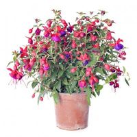 Fuchsias As Houseplants: Tips On Growing Fuchsias Indoors -  Growing fuchsias as houseplants isn’t always successful because of the warm, dry indoor air. However, if you can provide the ideal growing conditions, you may be lucky enough to grow spectacular fuchsia indoor plants. This article will help.