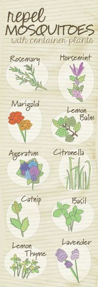 The top 10 container plants that repel mosquitoes naturally. - Compost Rules.