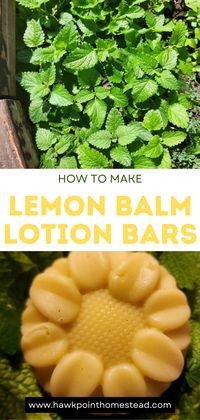 This lemon balm lotion bar recipe only takes a few simple ingredients and is easy to make. The recipe makes luxurious lotion bars with great benefits for the skin. Using the lotion bars on your skin makes it feel soft and silky! The lotion in solid form can be used as massage bars for rough elbows and knees and do not have a greasy feel. Even better than regular lotion! Lotion bars made with lemon balm can be used to soothe bug bites and irritated skin.